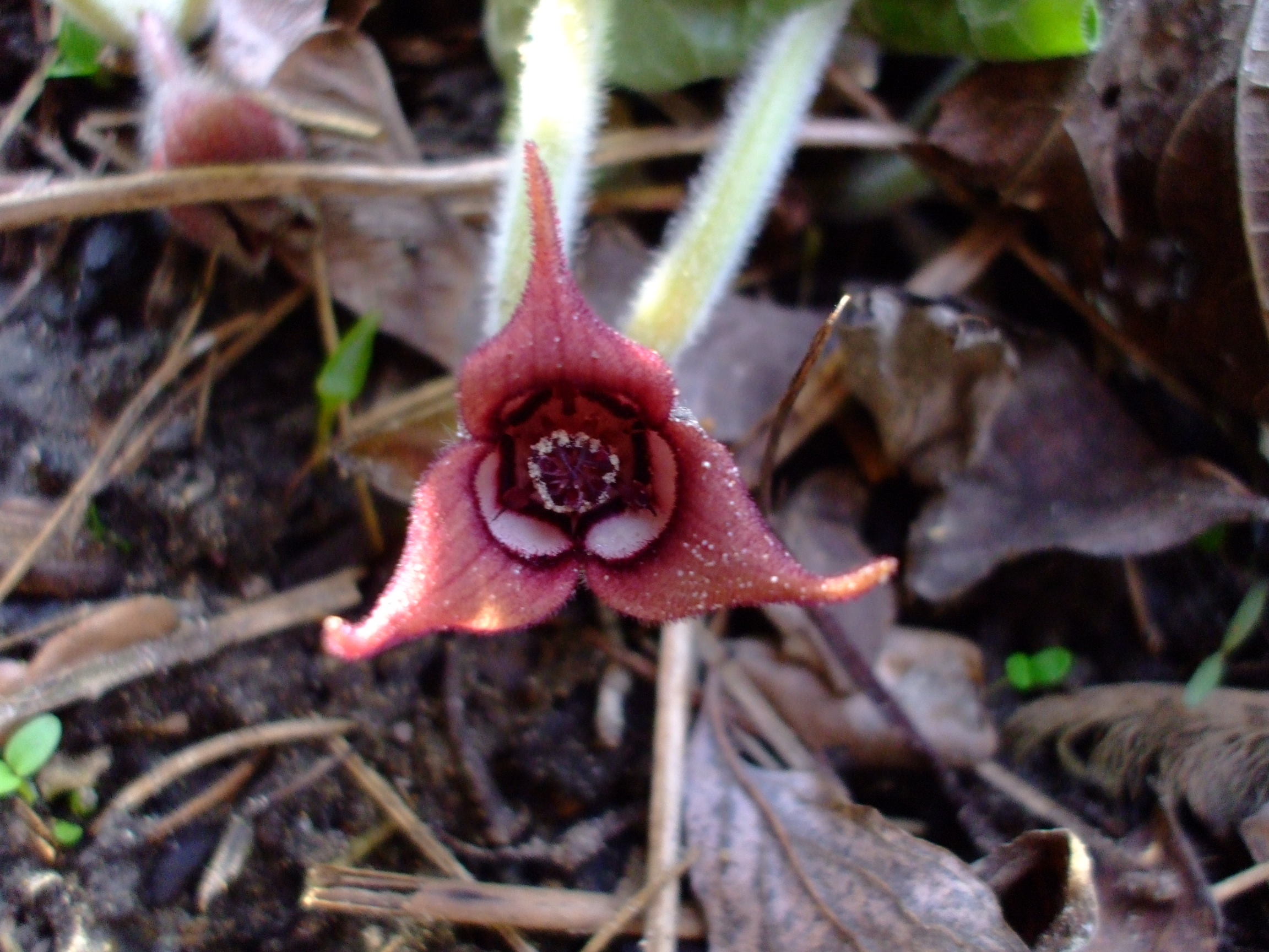 Asarum canadense